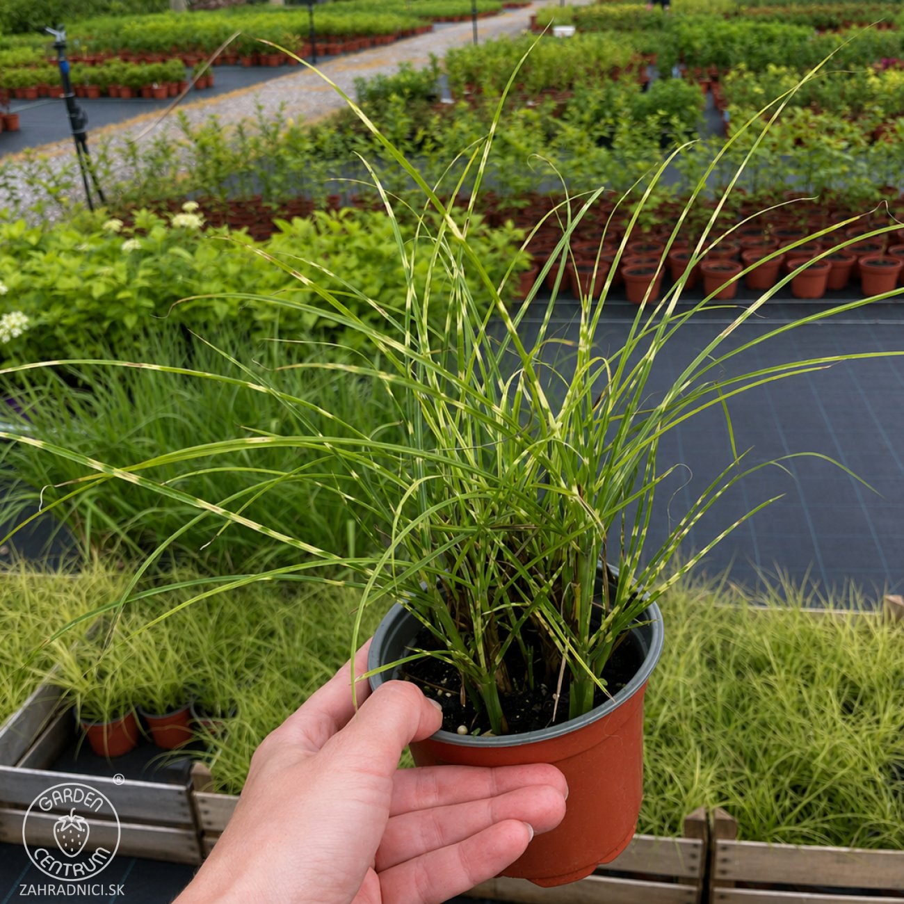 Obrázok Ozdobnica čínska (Miscanthus sinensis) ‘LITTLE TIGER’ - kont. C1L